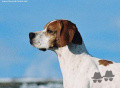 Pedigree EUGUBIUM ICKS Pedigree EUGUBIUM ICKS